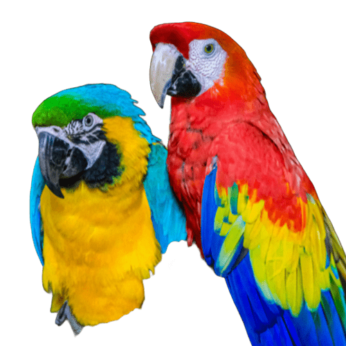 clubdesnac500x500 (1)